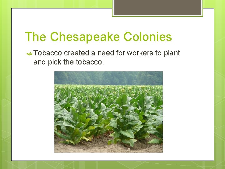The Chesapeake Colonies Tobacco created a need for workers to plant and pick the