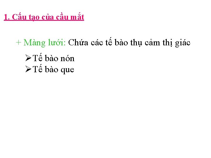 1. Cấu tạo của cầu mắt + Màng lưới: Chứa các tế bào thụ