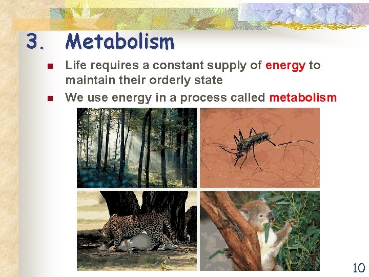 3. Metabolism n n Life requires a constant supply of energy to maintain their