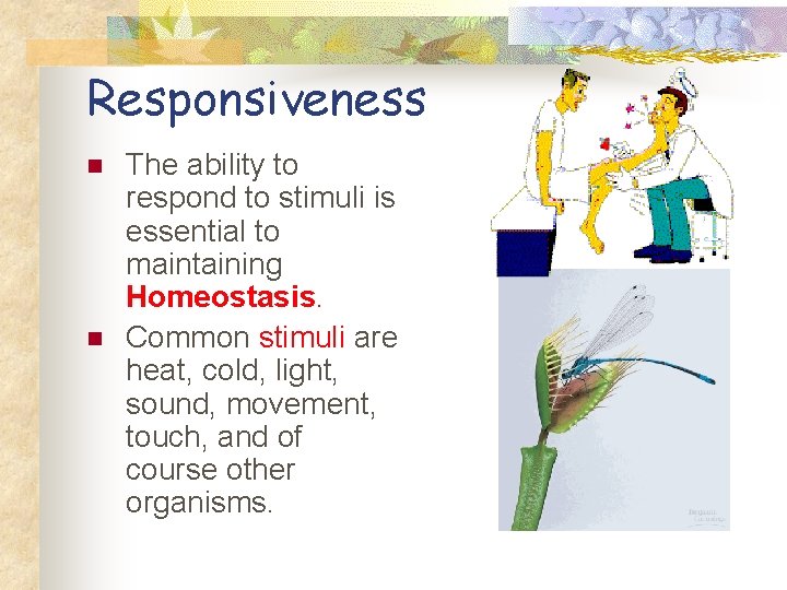 Responsiveness n n The ability to respond to stimuli is essential to maintaining Homeostasis.