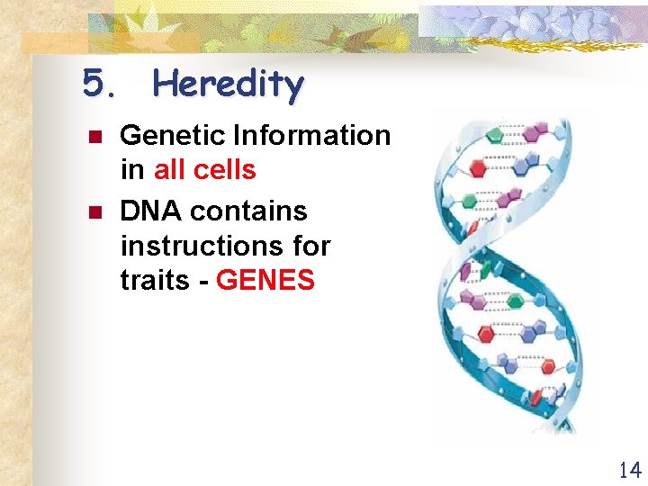 5. Heredity n n Genetic Information in all cells DNA contains instructions for traits
