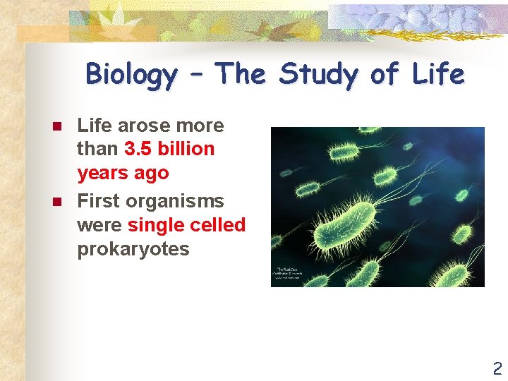 Biology – The Study of Life n n Life arose more than 3. 5