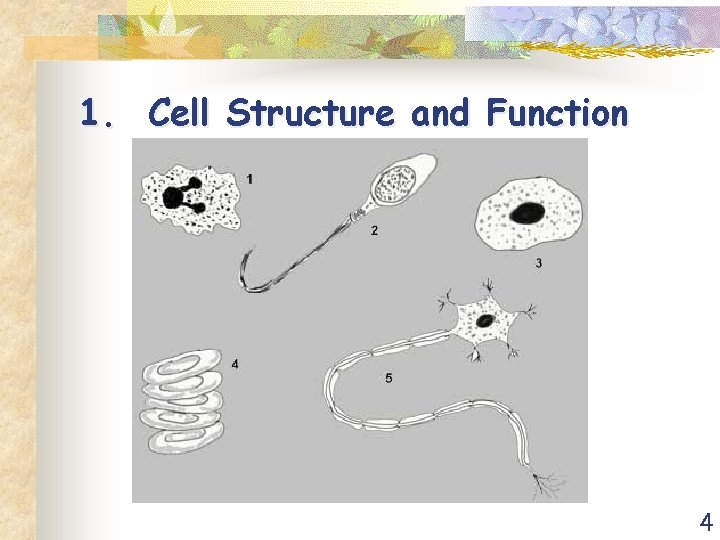 1. Cell Structure and Function 4 