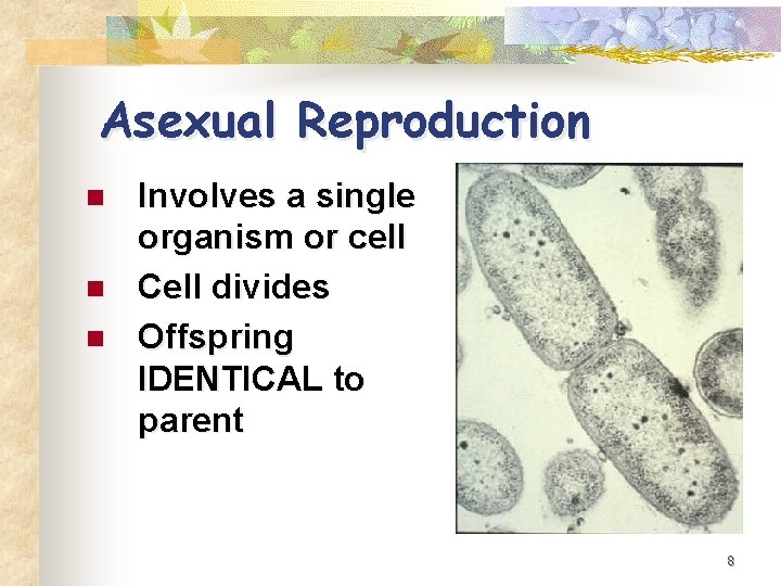 Asexual Reproduction n Involves a single organism or cell Cell divides Offspring IDENTICAL to