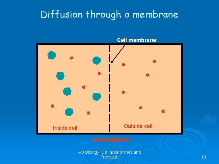 Diffusion through a membrane Cell membrane Inside cell Outside cell EQUILIBRIUM AS Biology, Cell