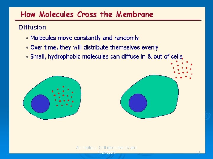 AS Biology, Cell membranes and Transport 11 