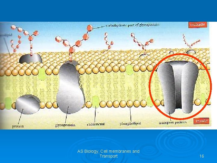 AS Biology, Cell membranes and Transport 16 