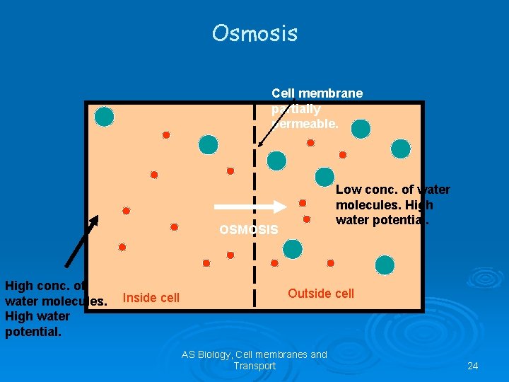 Osmosis Cell membrane partially permeable. Low conc. of water molecules. High water potential. OSMOSIS