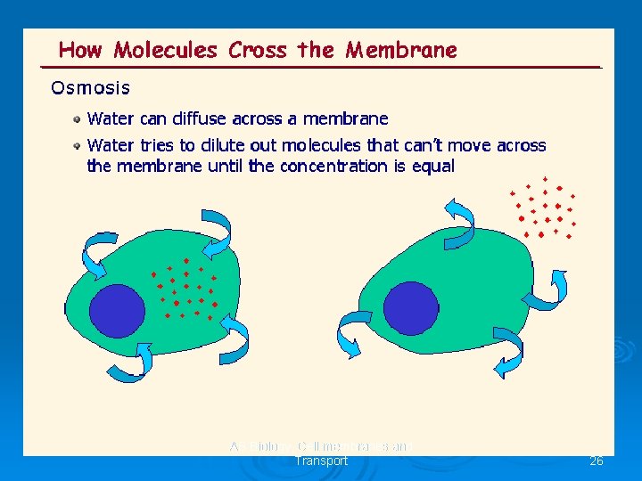 AS Biology, Cell membranes and Transport 26 