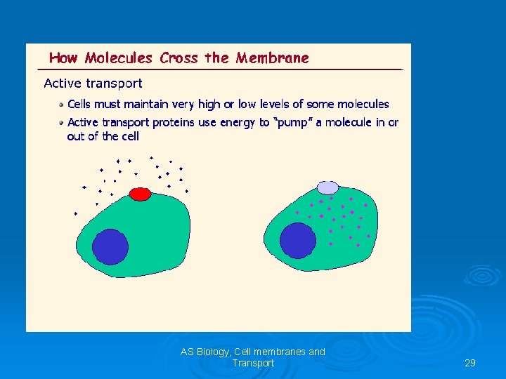AS Biology, Cell membranes and Transport 29 