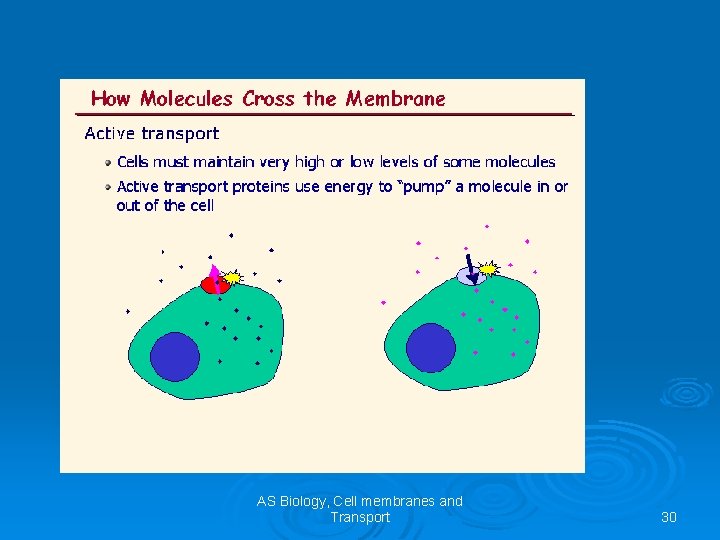 AS Biology, Cell membranes and Transport 30 