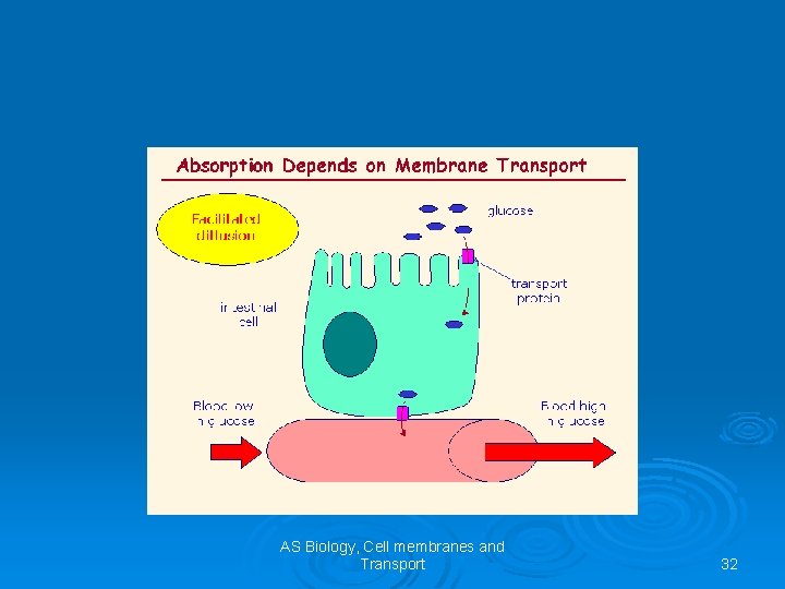 AS Biology, Cell membranes and Transport 32 