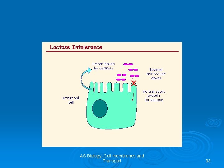 AS Biology, Cell membranes and Transport 33 