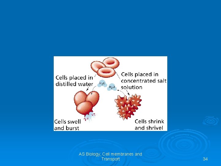 AS Biology, Cell membranes and Transport 34 