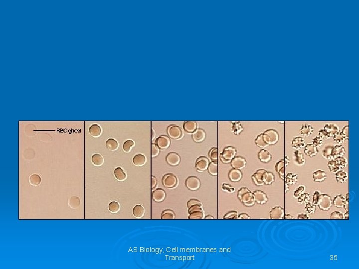 AS Biology, Cell membranes and Transport 35 