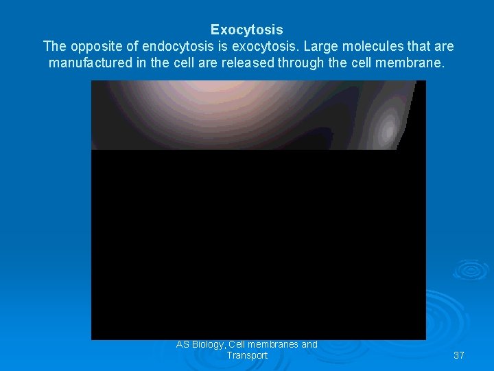 Exocytosis The opposite of endocytosis is exocytosis. Large molecules that are manufactured in the