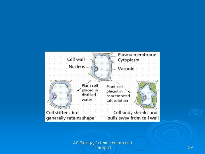 AS Biology, Cell membranes and Transport 39 