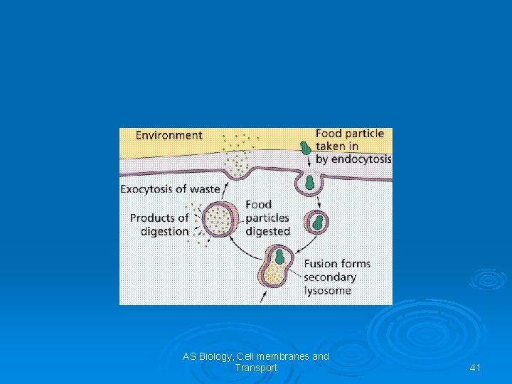 AS Biology, Cell membranes and Transport 41 