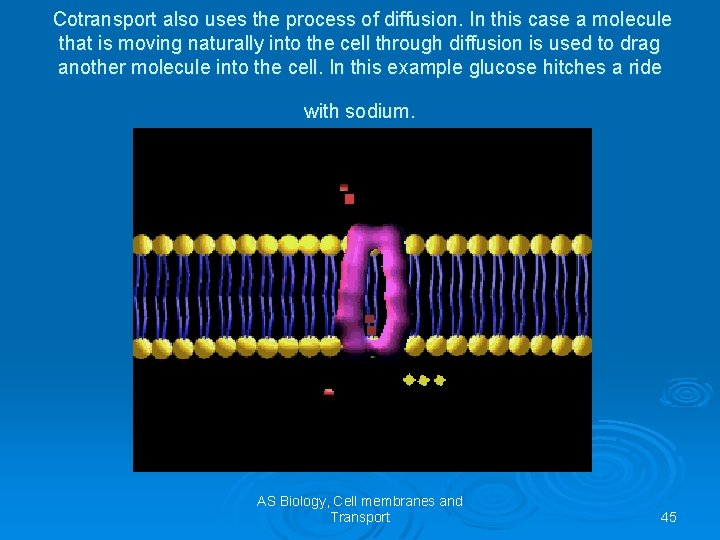 Cotransport also uses the process of diffusion. In this case a molecule that is