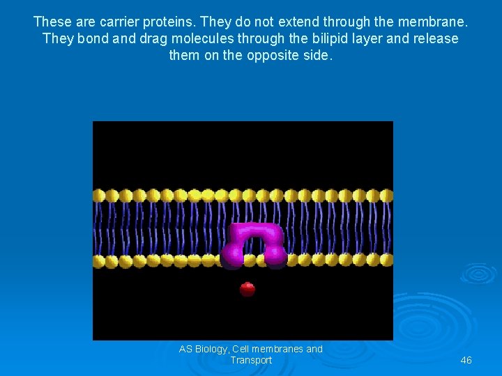 These are carrier proteins. They do not extend through the membrane. They bond and
