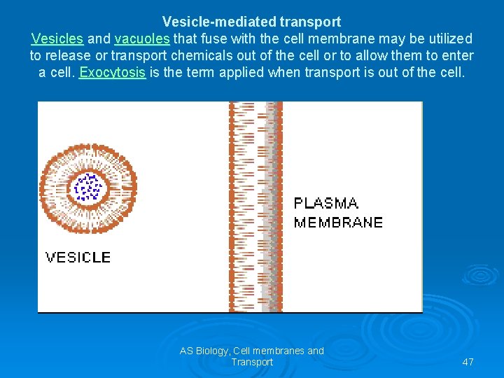 Vesicle-mediated transport Vesicles and vacuoles that fuse with the cell membrane may be utilized