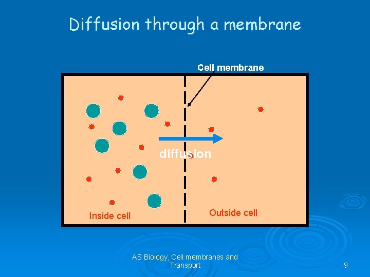 Diffusion through a membrane Cell membrane diffusion Inside cell Outside cell AS Biology, Cell