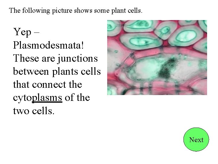 The following picture shows some plant cells. Yep – Plasmodesmata! These are junctions between