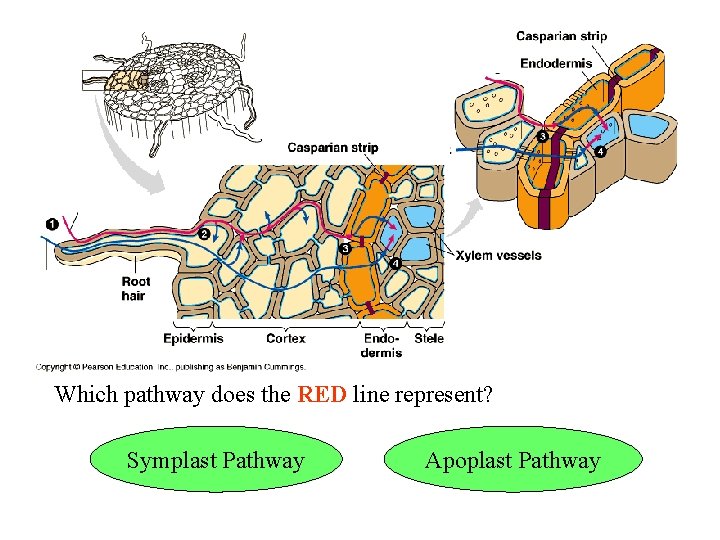 Which pathway does the RED line represent? Symplast Pathway Apoplast Pathway 