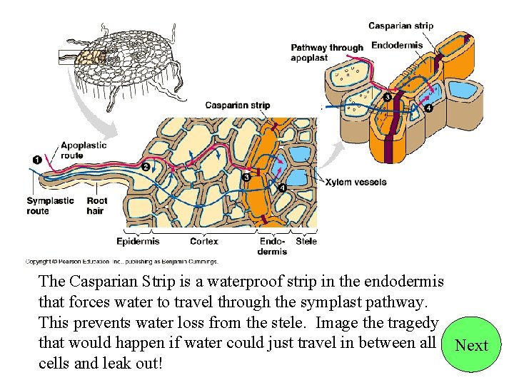 The Casparian Strip is a waterproof strip in the endodermis that forces water to
