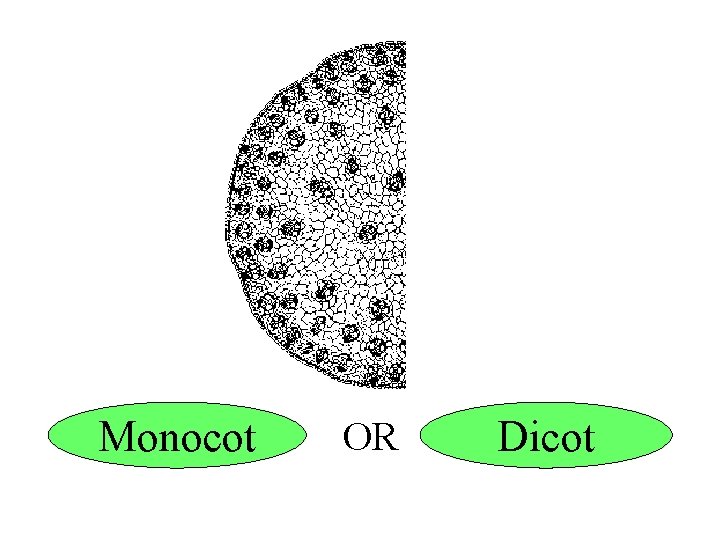 Monocot OR Dicot 