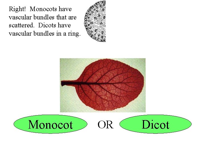 Right! Monocots have vascular bundles that are scattered. Dicots have vascular bundles in a