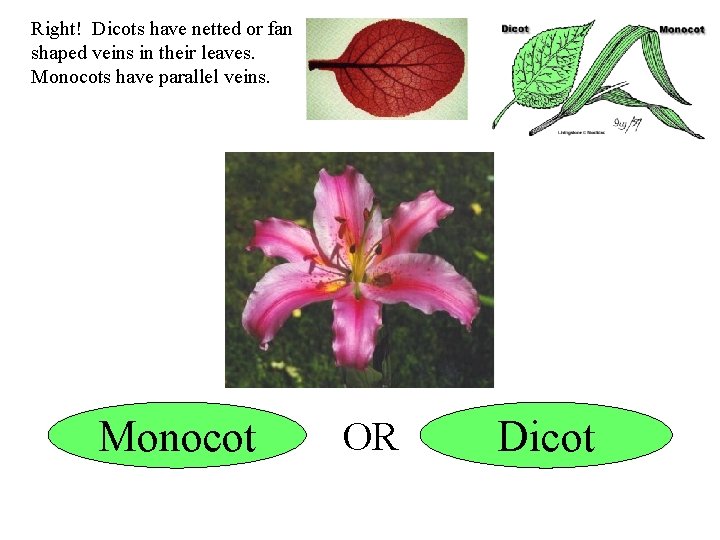 Right! Dicots have netted or fan shaped veins in their leaves. Monocots have parallel