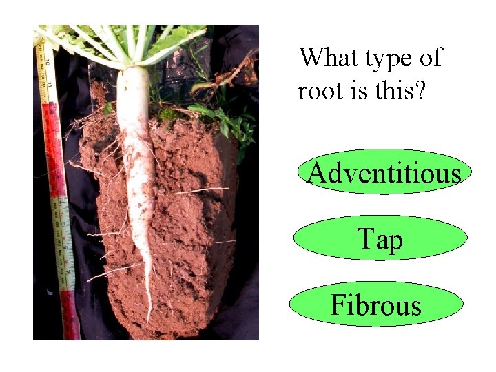 What type of root is this? Adventitious Tap Fibrous 
