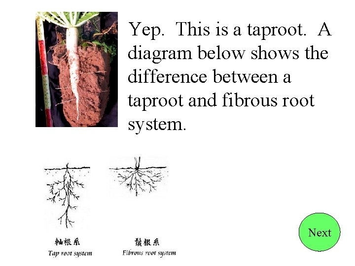 Yep. This is a taproot. A diagram below shows the difference between a taproot