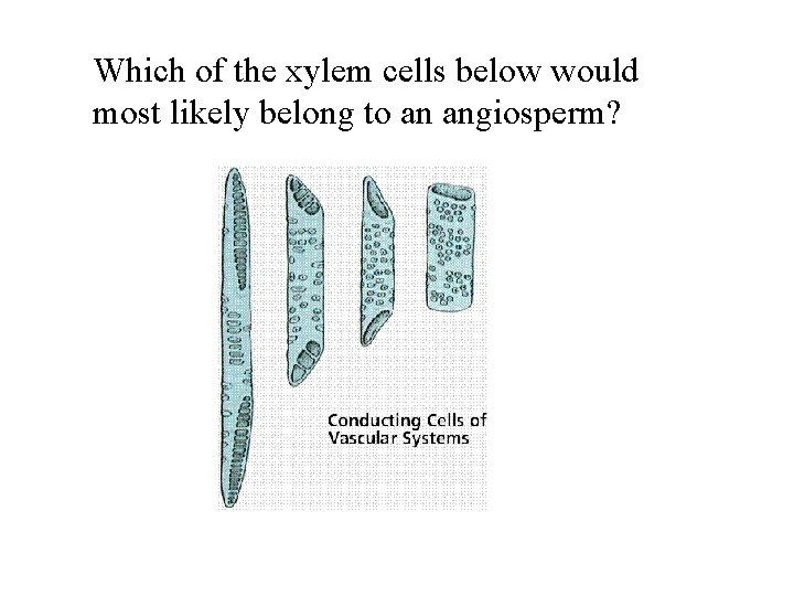 Which of the xylem cells below would most likely belong to an angiosperm? 