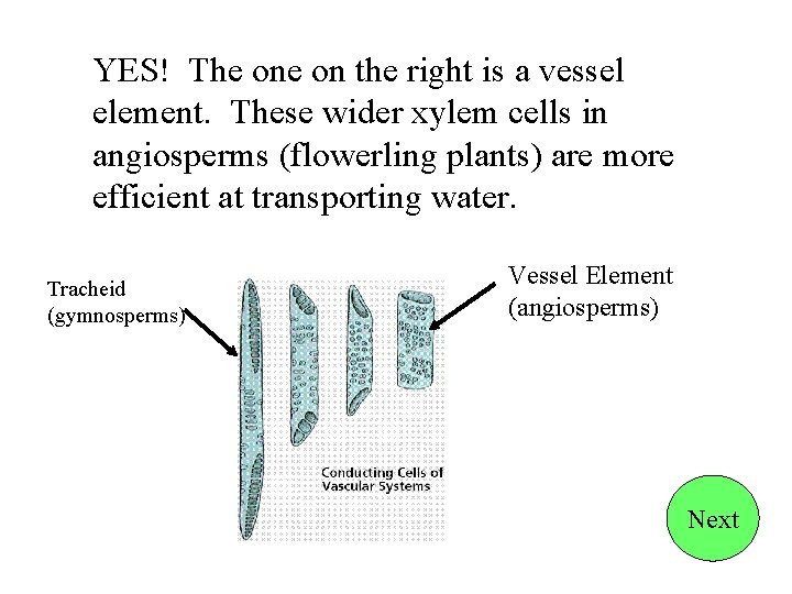 YES! The on the right is a vessel element. These wider xylem cells in