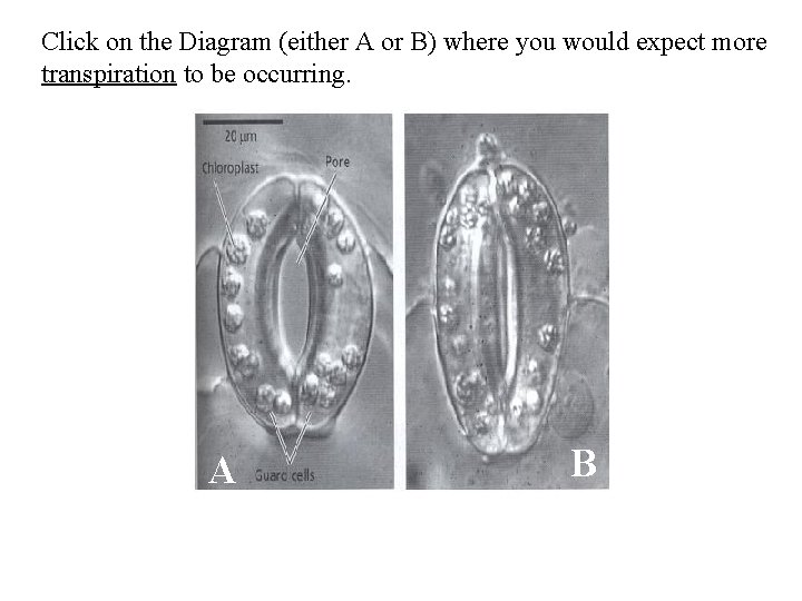 Click on the Diagram (either A or B) where you would expect more transpiration