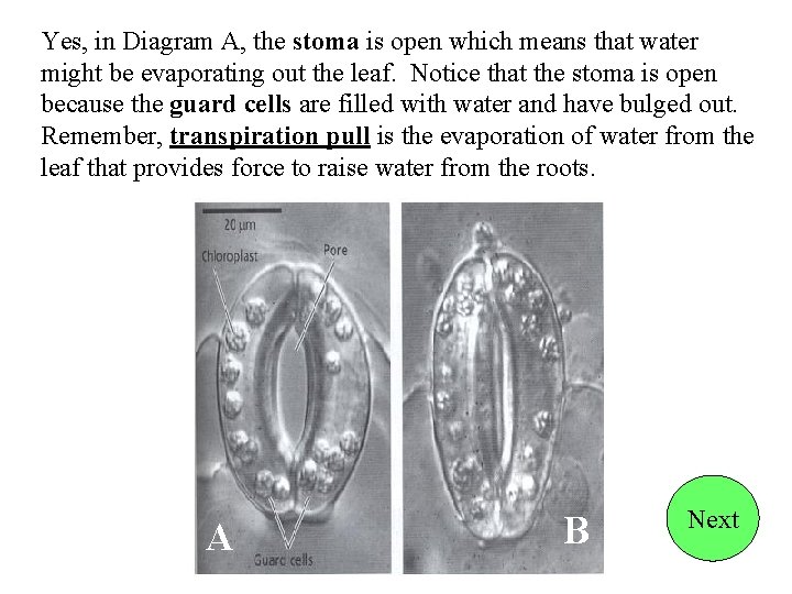 Yes, in Diagram A, the stoma is open which means that water might be