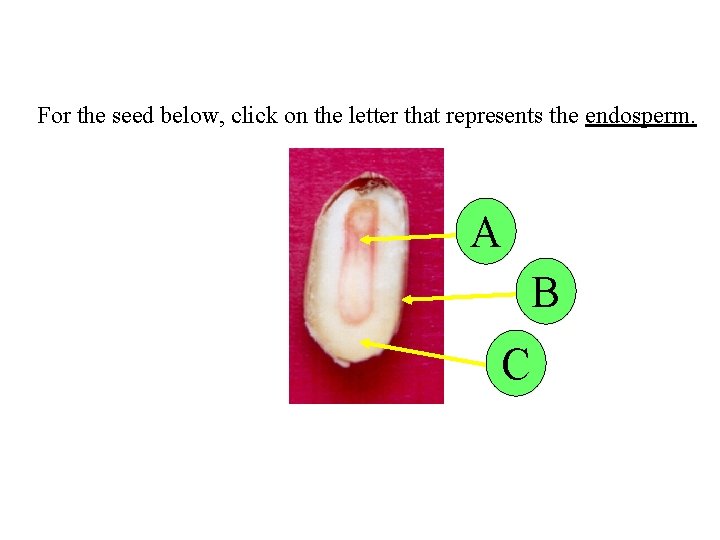For the seed below, click on the letter that represents the endosperm. A B