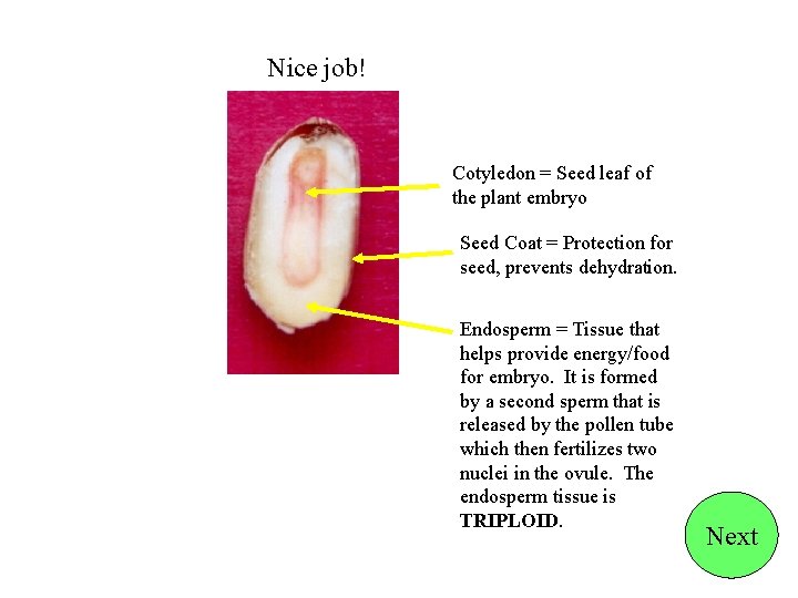 Nice job! Cotyledon = Seed leaf of the plant embryo Seed Coat = Protection