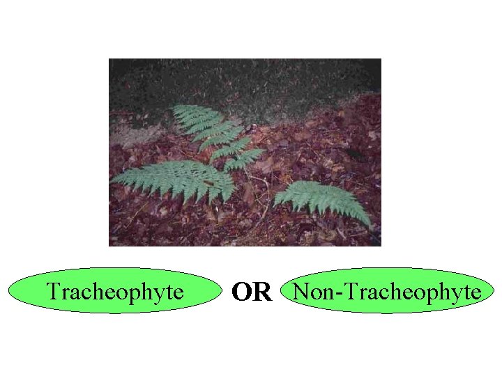 Tracheophyte OR Non-Tracheophyte 