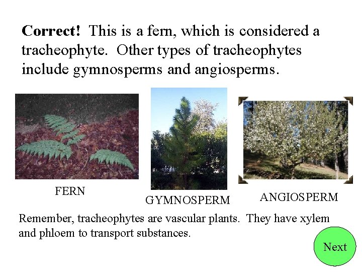 Correct! This is a fern, which is considered a tracheophyte. Other types of tracheophytes