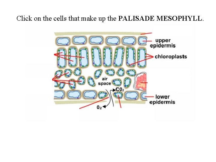 Click on the cells that make up the PALISADE MESOPHYLL. 
