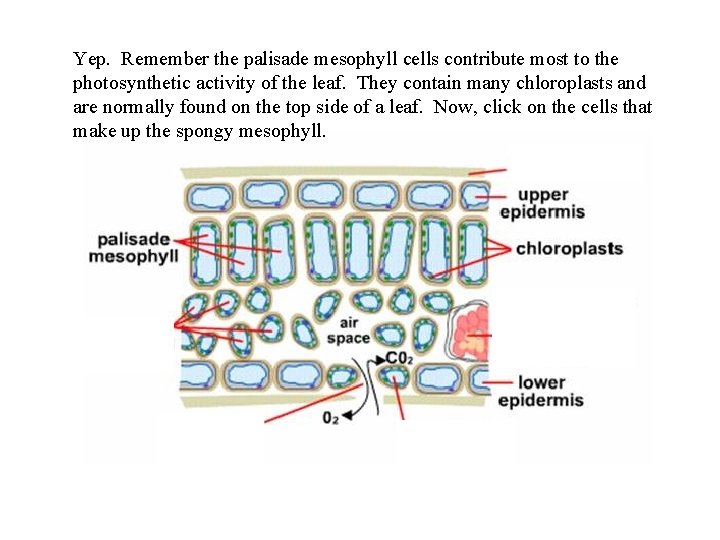 Yep. Remember the palisade mesophyll cells contribute most to the photosynthetic activity of the
