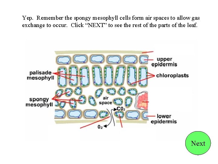 Yep. Remember the spongy mesophyll cells form air spaces to allow gas exchange to