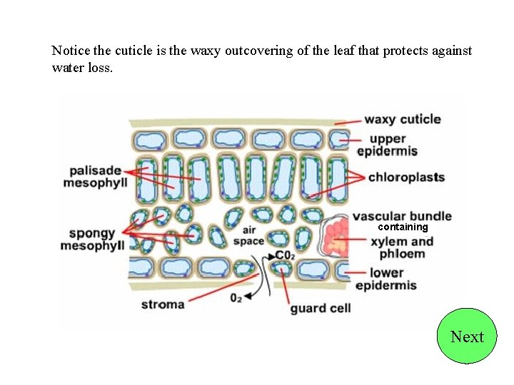 Notice the cuticle is the waxy outcovering of the leaf that protects against water