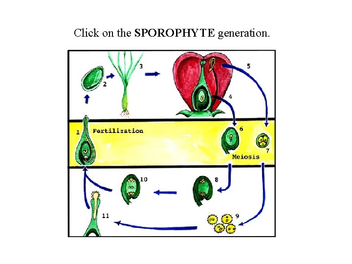 Click on the SPOROPHYTE generation. 