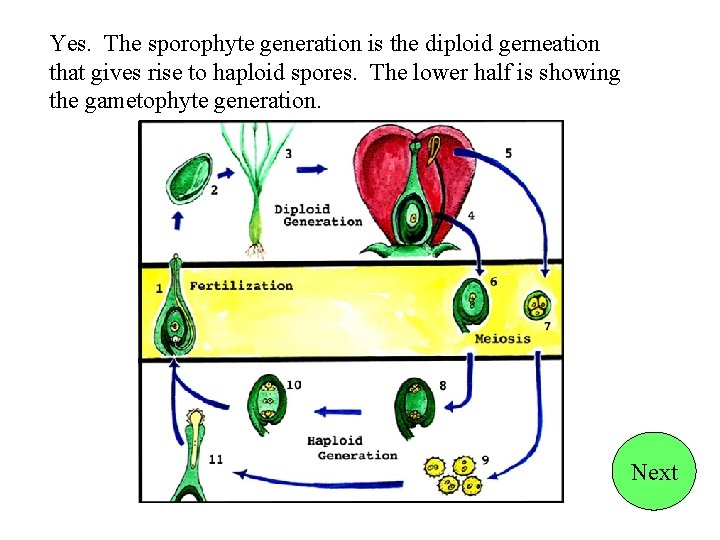 Yes. The sporophyte generation is the diploid gerneation that gives rise to haploid spores.