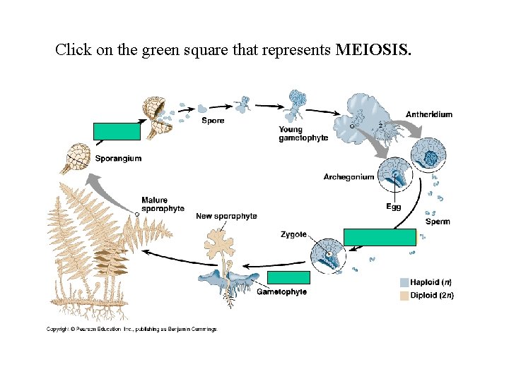 Click on the green square that represents MEIOSIS. 