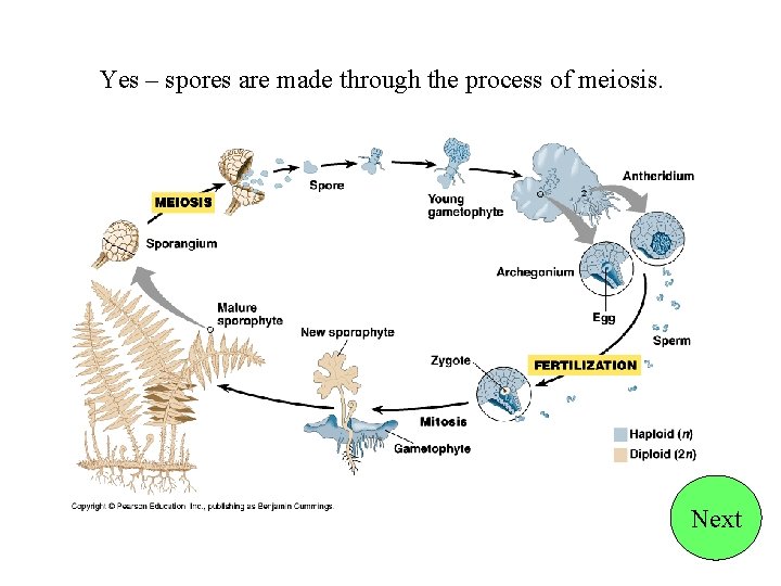 Yes – spores are made through the process of meiosis. Next 